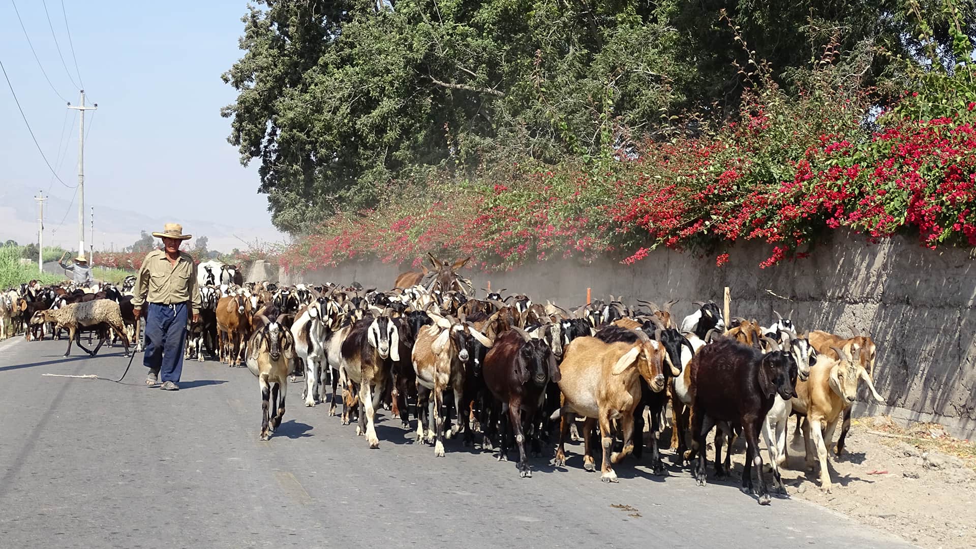 Goats herd in a Nazca street | RESPONSible Travel Peru