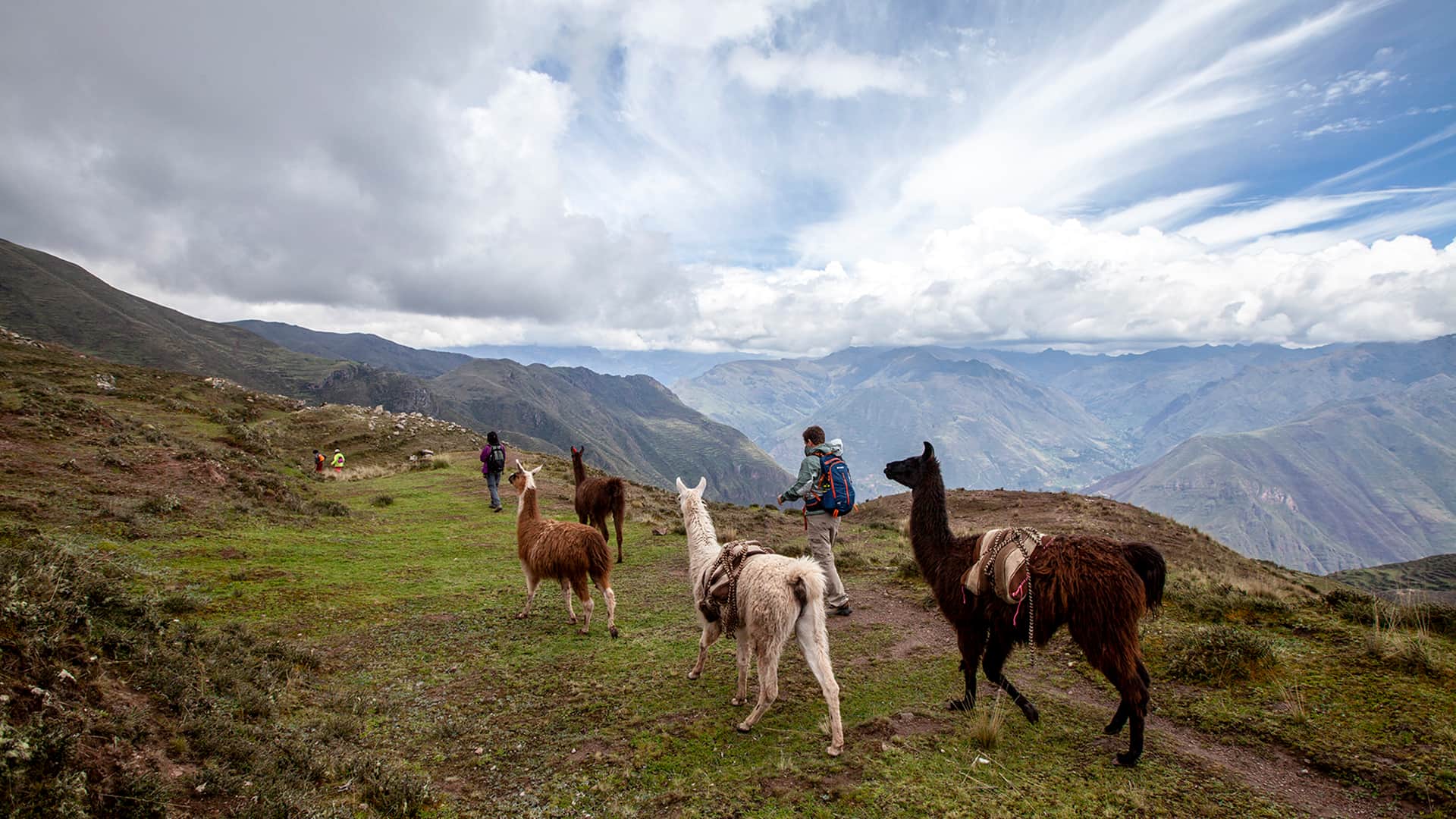 Four llamas and hikers in the highlands of the Sacred Valley of Cusco