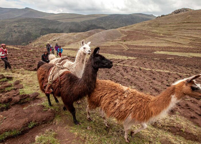 Three llamas and hikers among cropfields in the Sacred Valley of Cusco