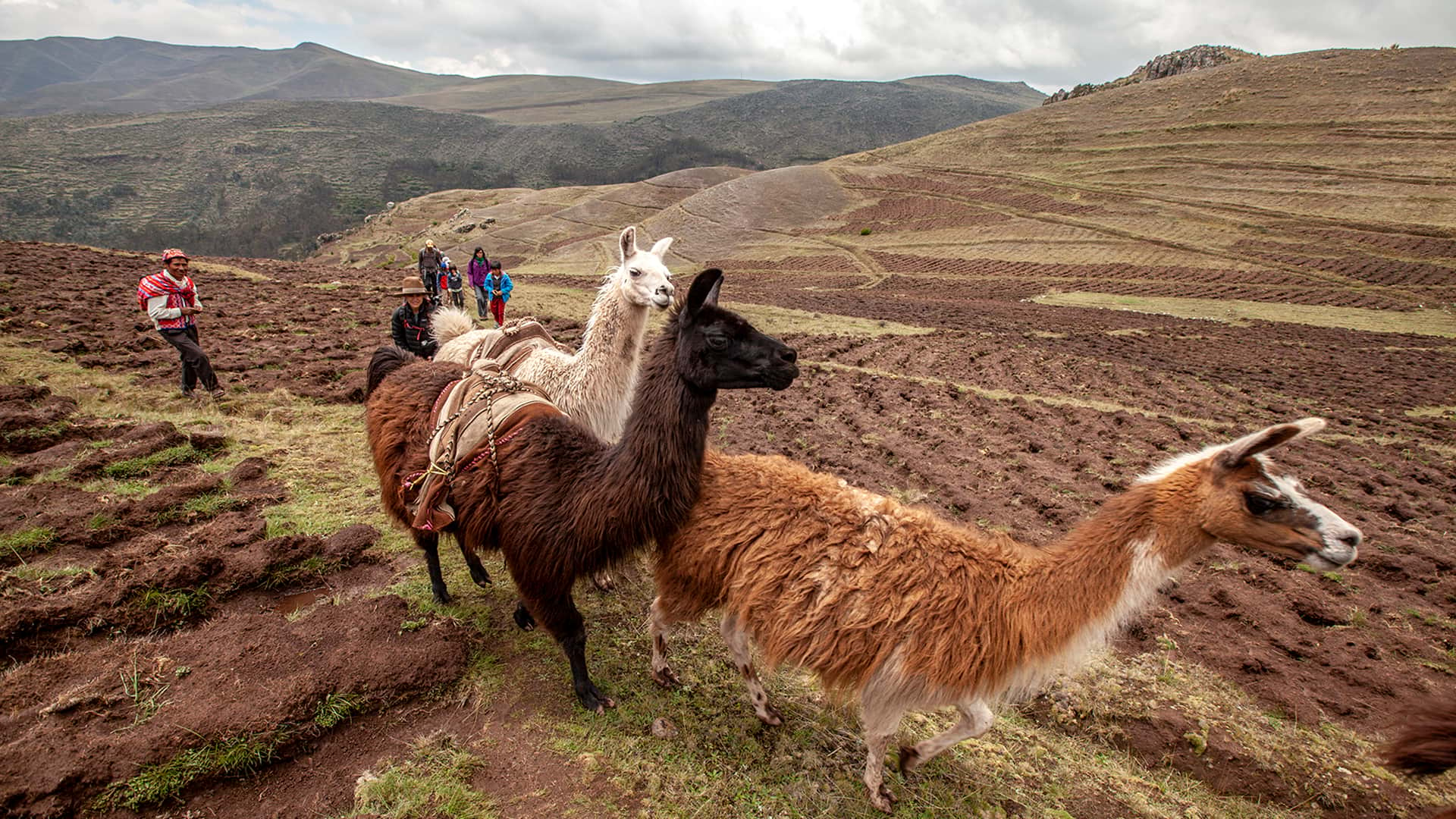 Three llamas and hikers among cropfields in the Sacred Valley of Cusco