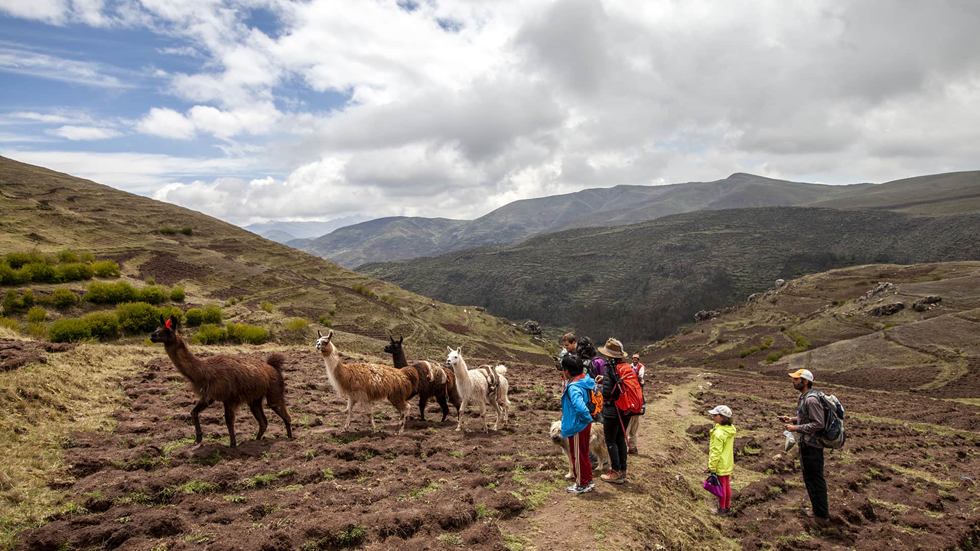 Llamas and hikers among cropfields in the Sacred Valley of Cusco