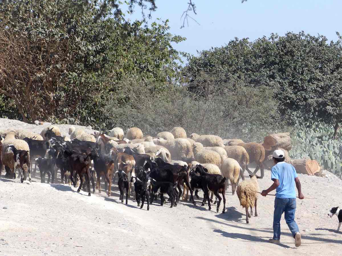 Young man shepherds sheep and goats in Nazca | RESPONSible Travel Peru