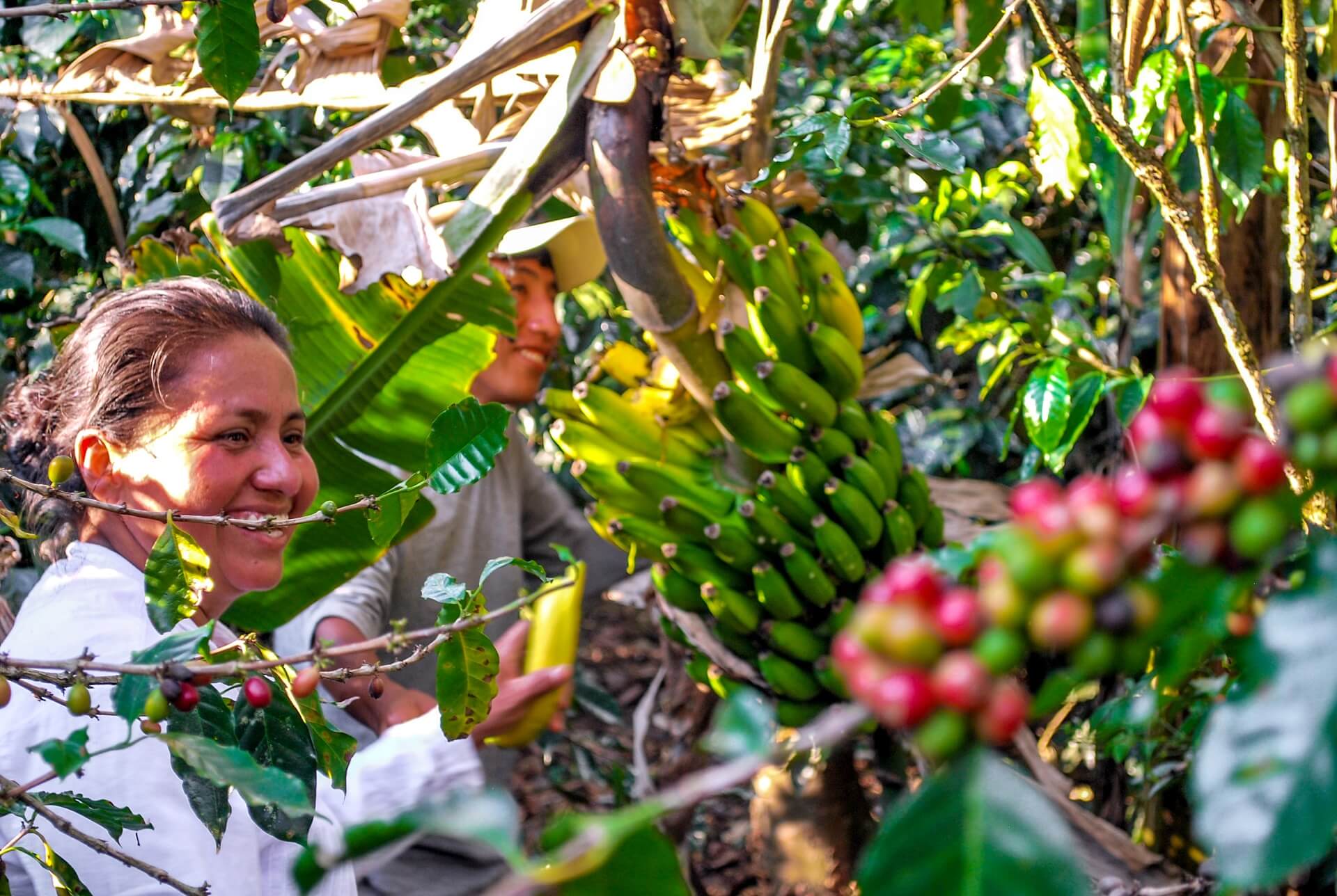 11Visit a local coffee plantation behind Machu Picchu with RESPONSible Travel Peru