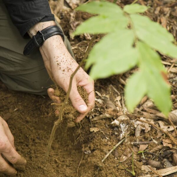 Planting a sapling in a private conservation area in Manu | RESPONSible Travel Peru