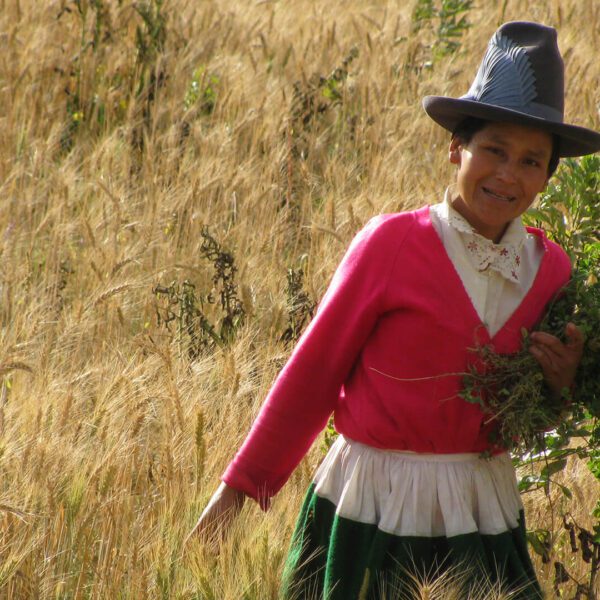 Lucy harvesting herbs in the Vicos praire | RESPONSible Travel Peru