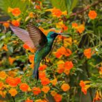 Hummingbird in Jardines de Mandor - Machu Picchu