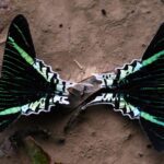 Butterfly Tambopata