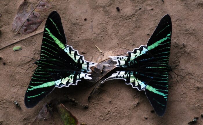 Butterfly Tambopata
