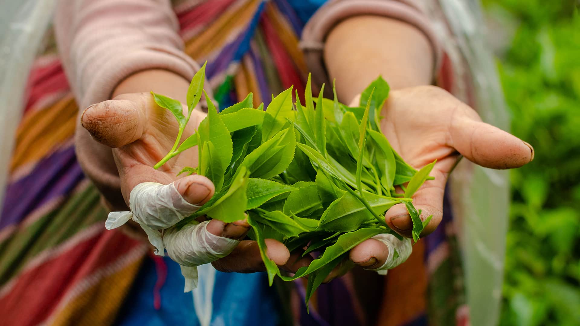 weary hands showing a handful of tea leaves