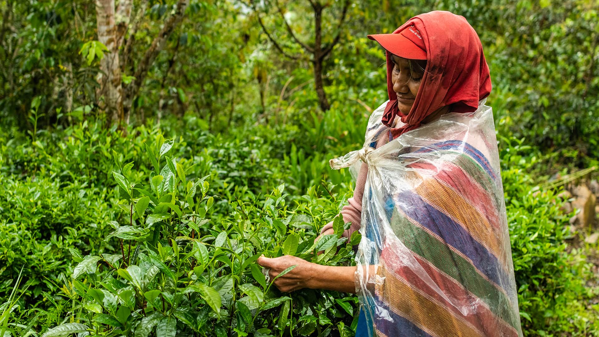 Woman harvesting tea in Huyro plantation