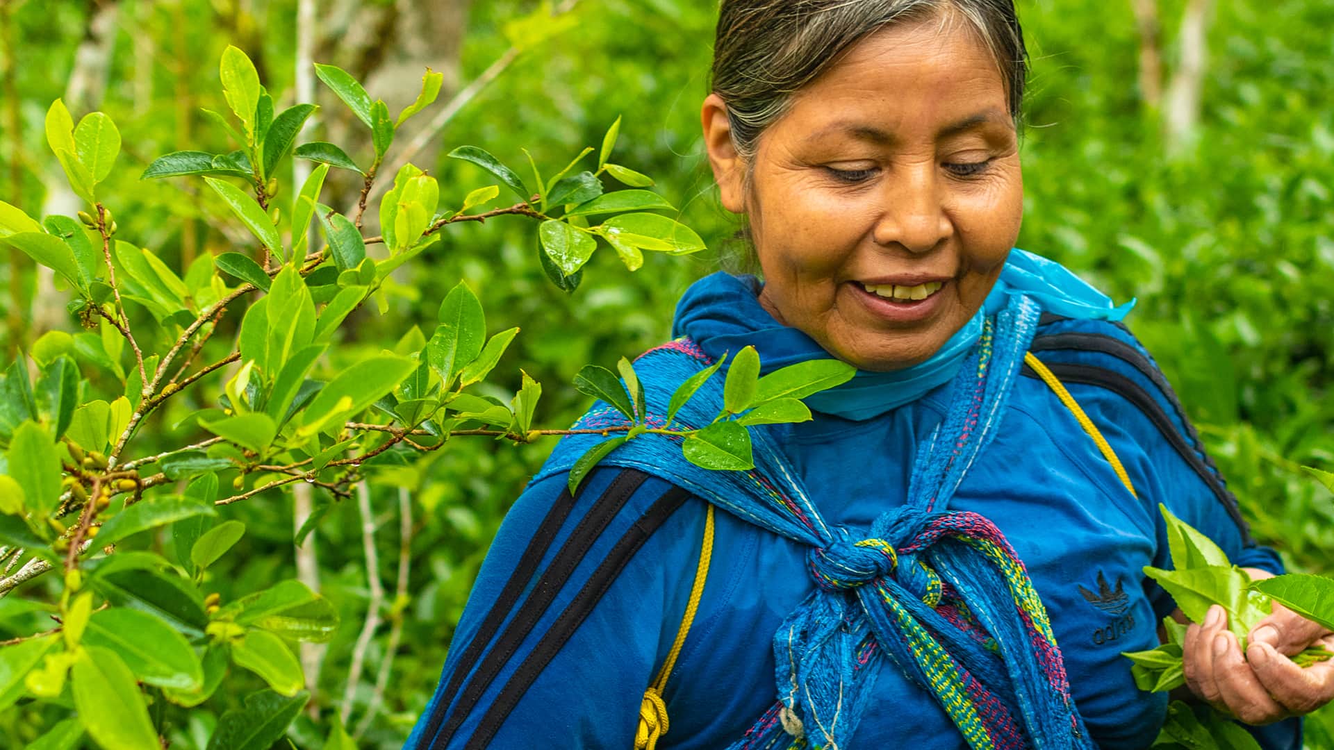 close up of woman during tea harvest
