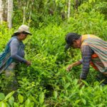 Woman and man picking up tea leaves