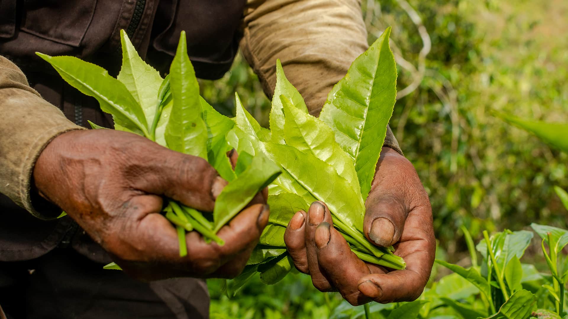 weary hands showing a handful of tea leaves