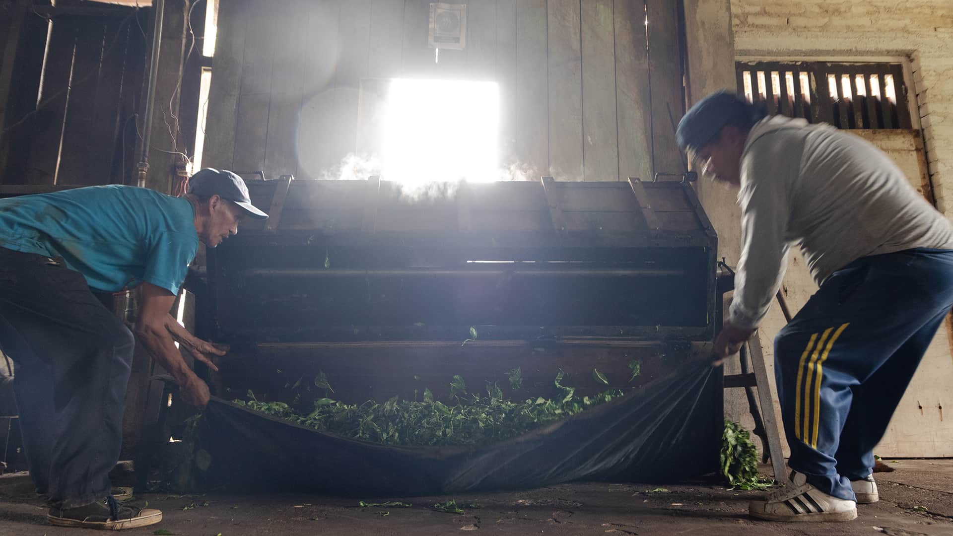 Two man processing tea in an early stage at an old factory - RESPONSible Travel Peru