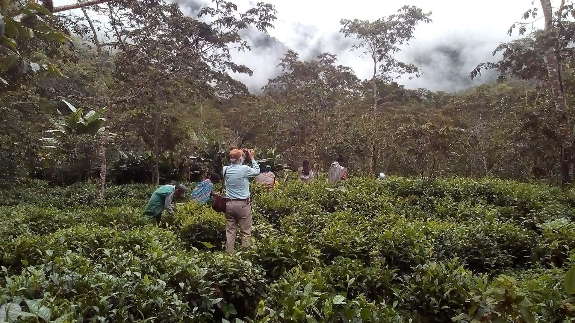 Visitor photographing the tea harvest activity