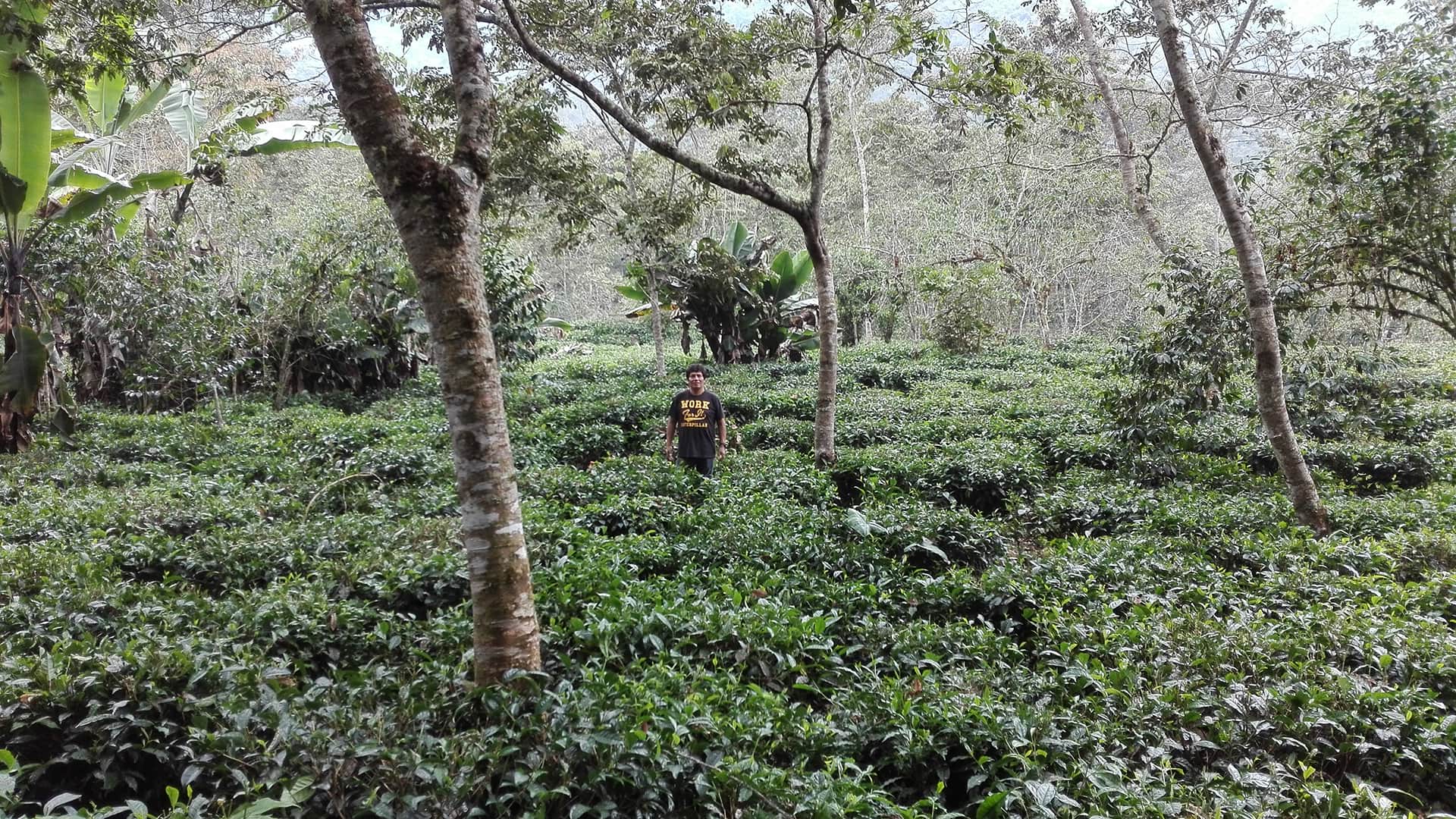 Man among tea plantation shaded by other trees