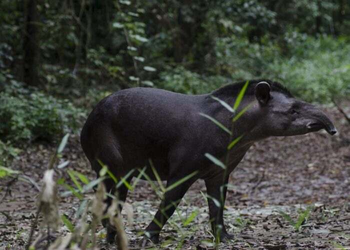 Tapir Tambopata