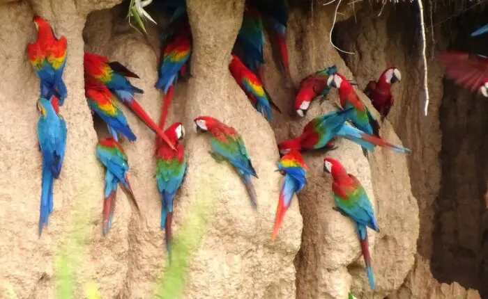 Macaw clay lick