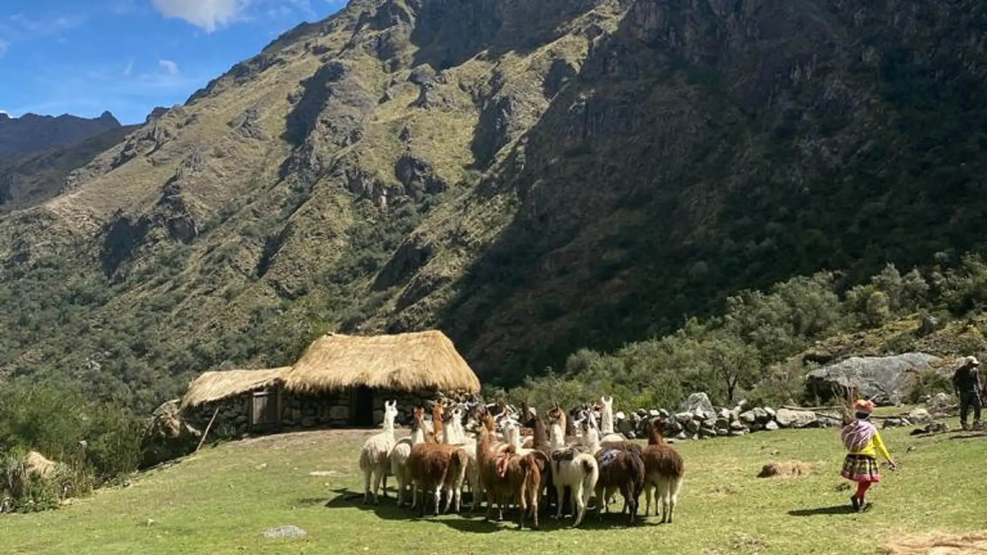 Llamas in mountains