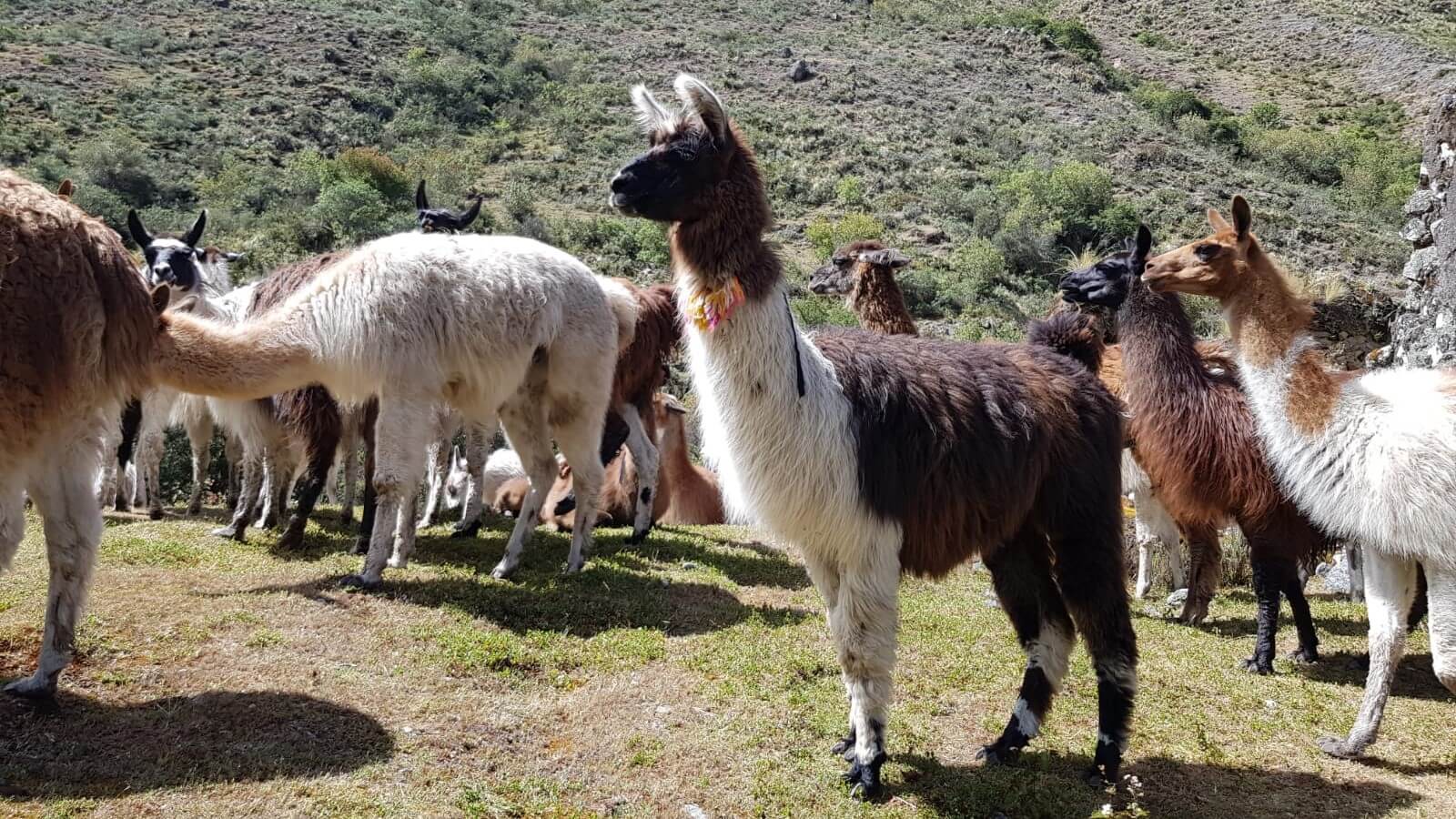 Llama herd in the Andes
