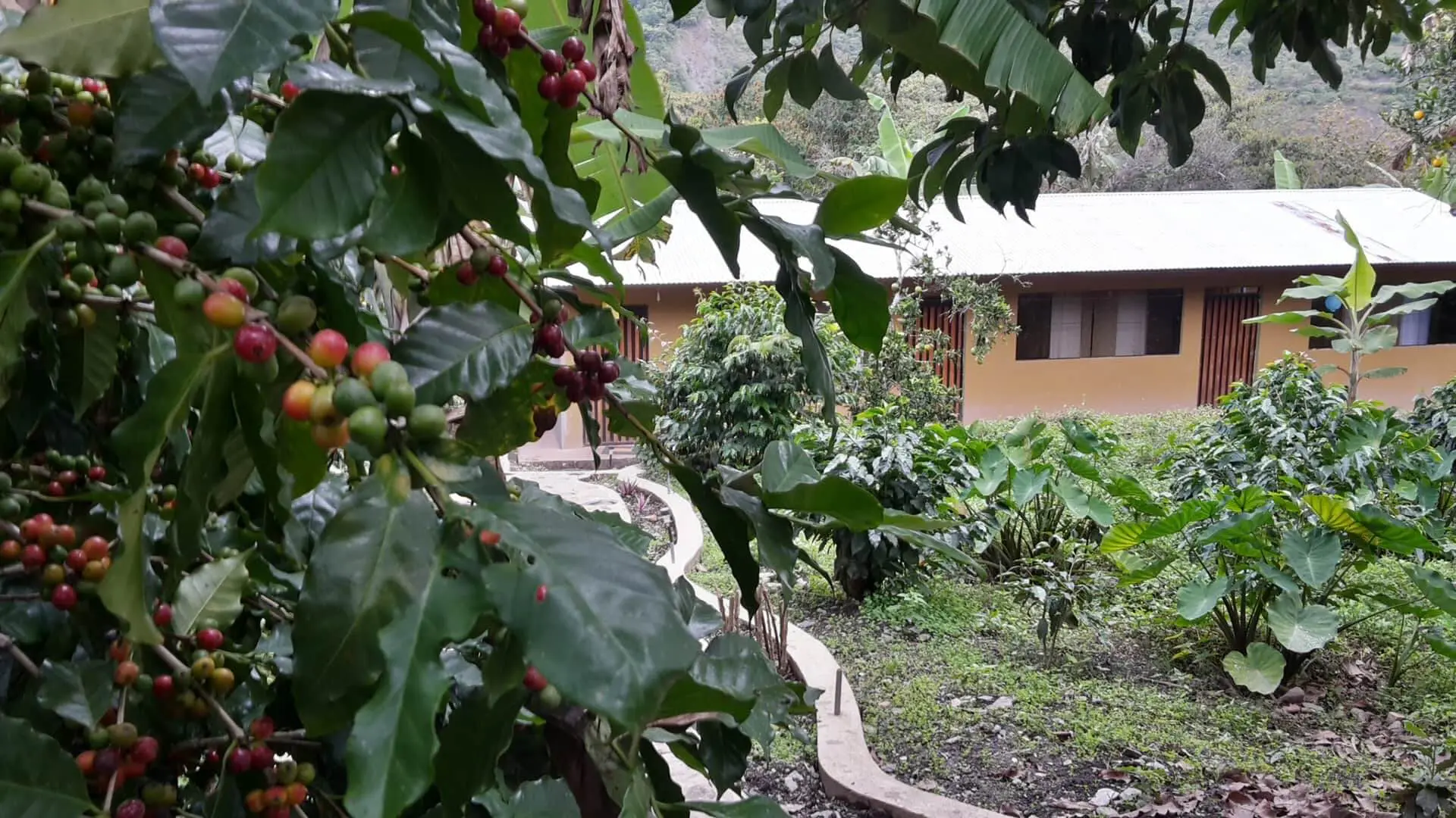 The tourist homestay accommodation of coffee farmer Julia along the Coffee Route to Machu Picchu - RESPONSible Travel Peru