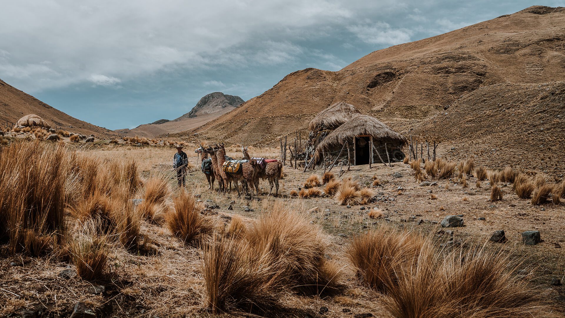 Man and llamas next to Choza huts in the Andes | Llama Trek Olleros to Chavin with RESPONSible Travel Peru | Photo by Bjorn Snelders