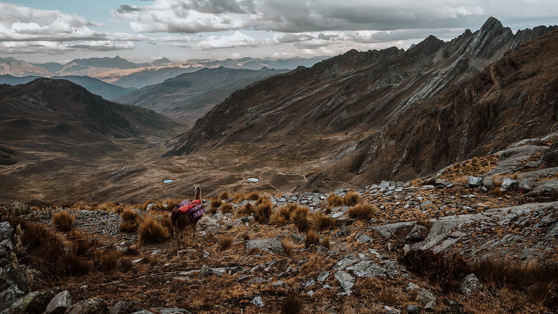 Llama looking down to a valley with two little lagoons in Northern Peru's Andes | Llama Trek Olleros to Chavin with RESPONSible Travel Peru | Photo by Bjorn Snelders