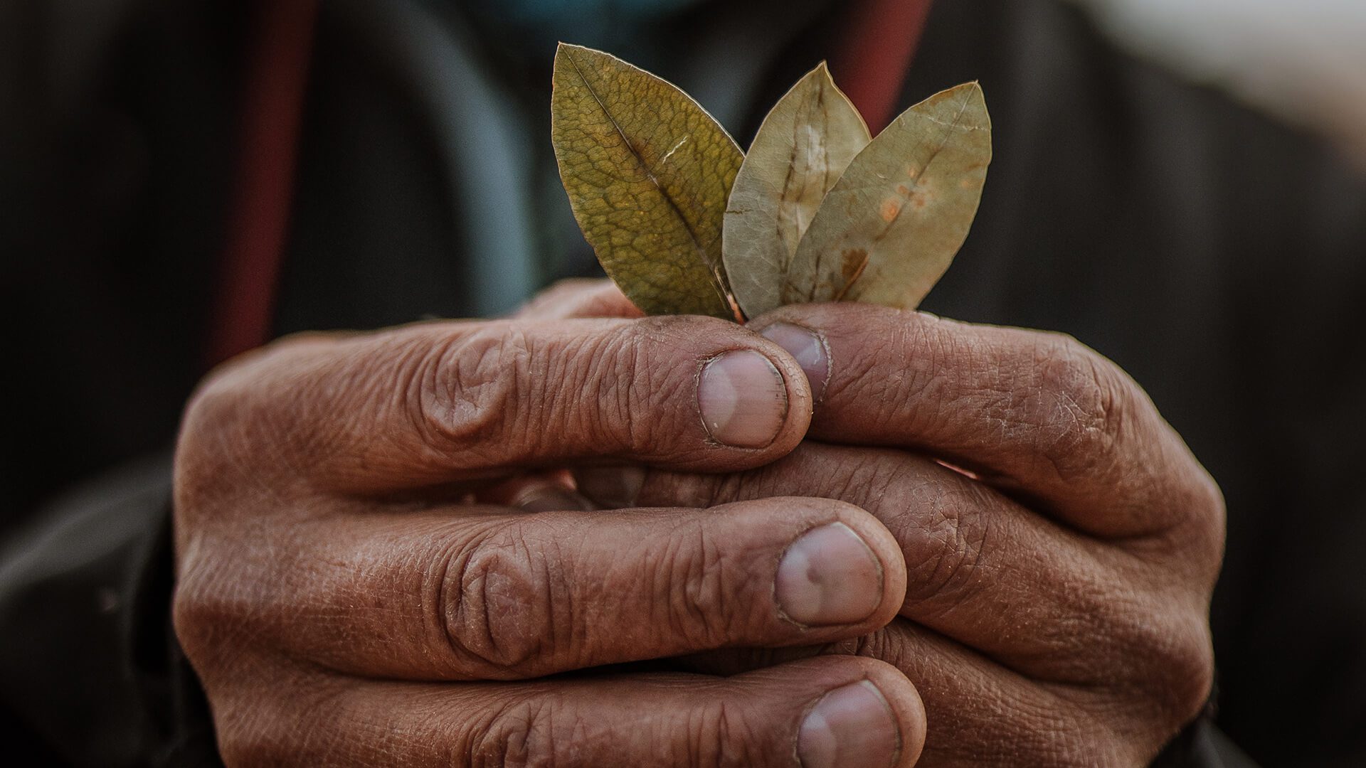Close-up of man hands holding three coca leaves | Llama Trek Olleros to Chavin with RESPONSible Travel Peru | Photo by Bjorn Snelders