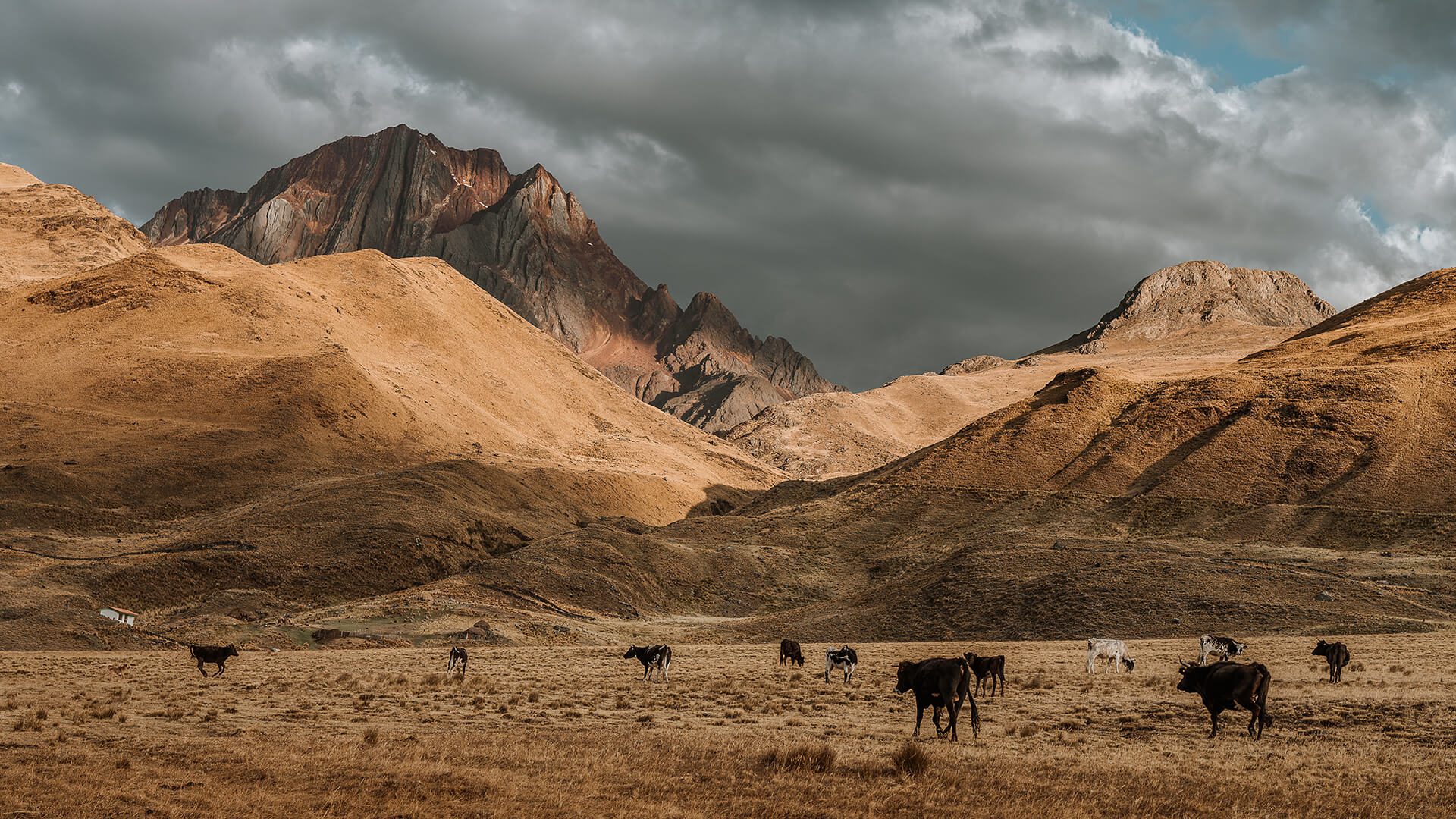 Grassland and cattle surrounded by mountains during the sunset (golden hour) | Llama Trek Olleros to Chavin with RESPONSible Travel Peru | Photo by Bjorn Snelders