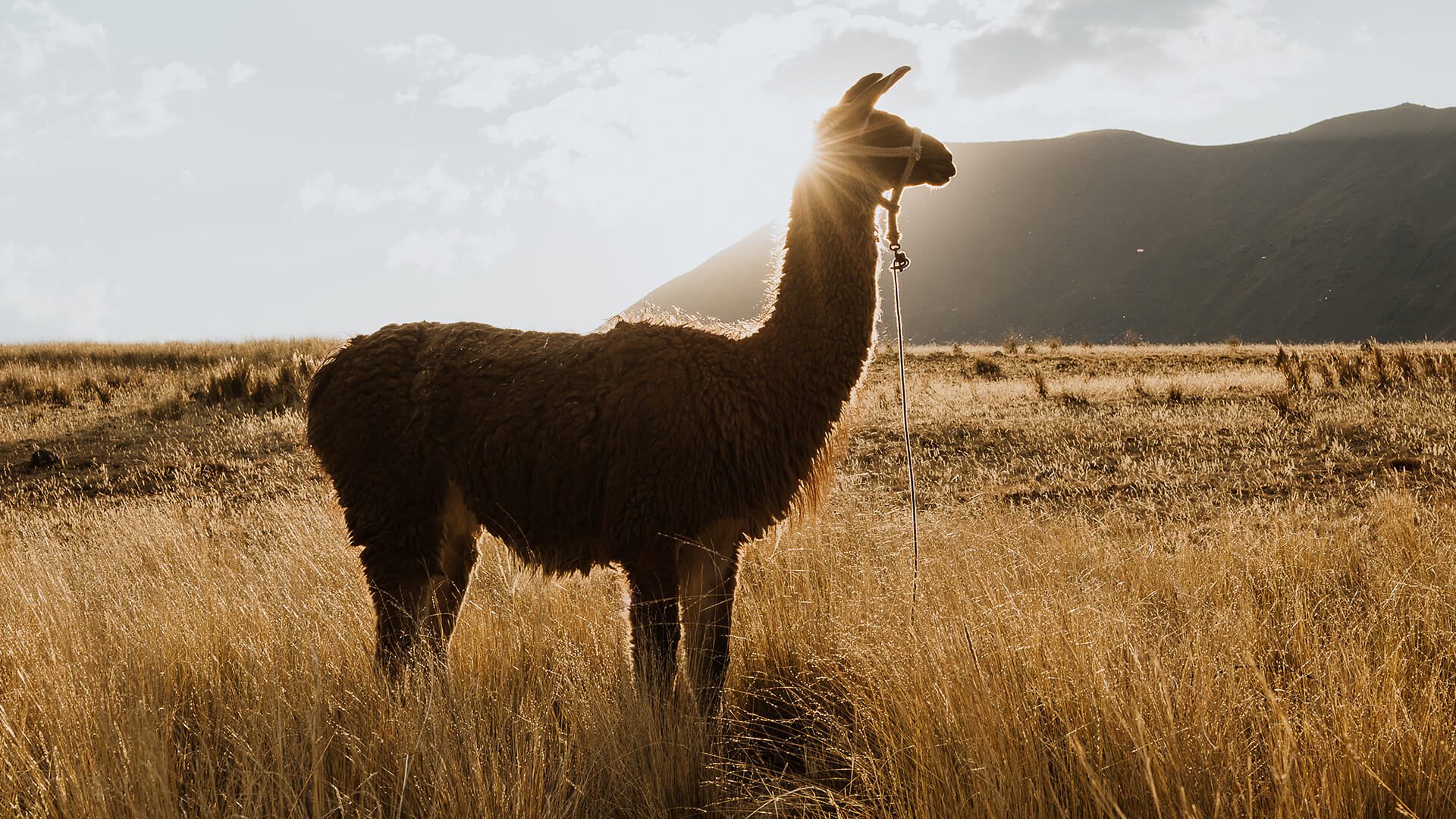 Llama portrayed against the sun (backlight) in an Andean grassland | Llama Trek Olleros to Chavin with RESPONSible Travel Peru | Photo by Bjorn Snelders