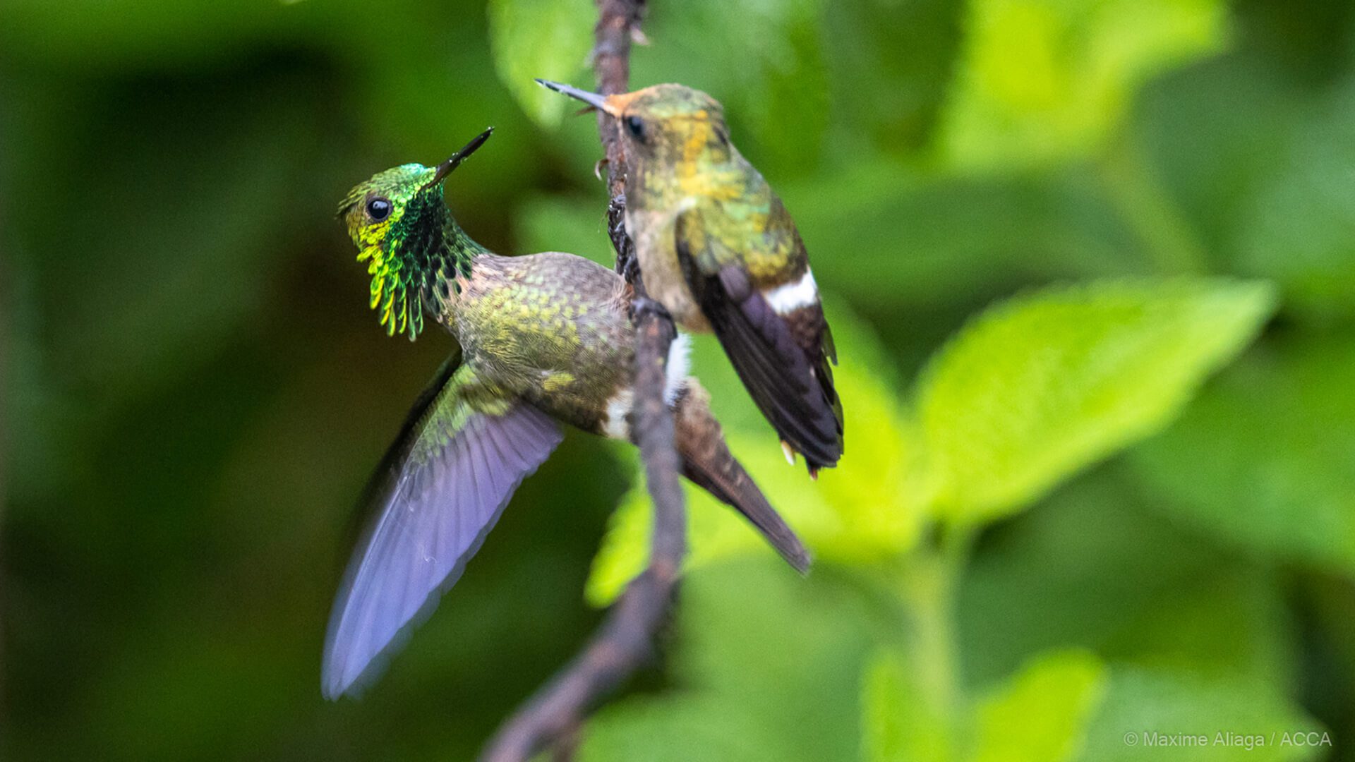 Hummingbirds in Manu, Peru - RESPONSible Travel Peru