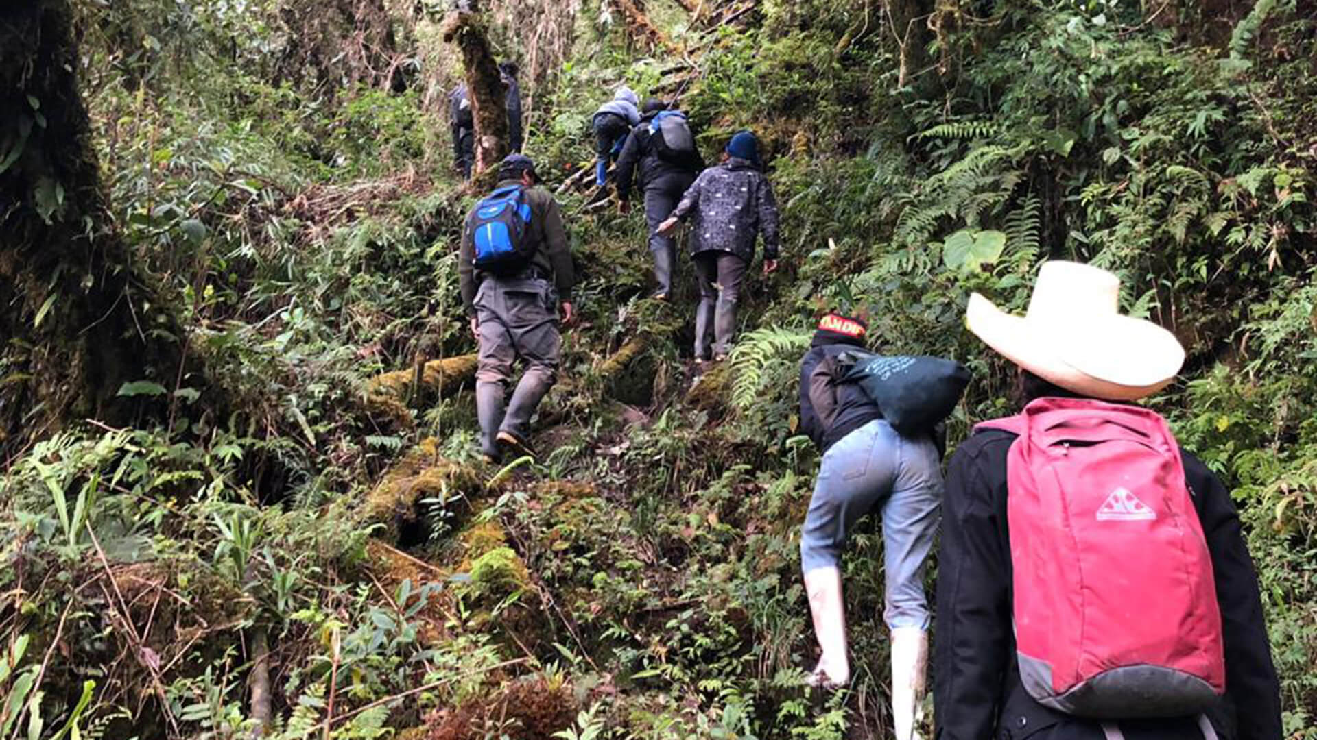 Hiking through lush vegetation - RESPONSible Travel Peru