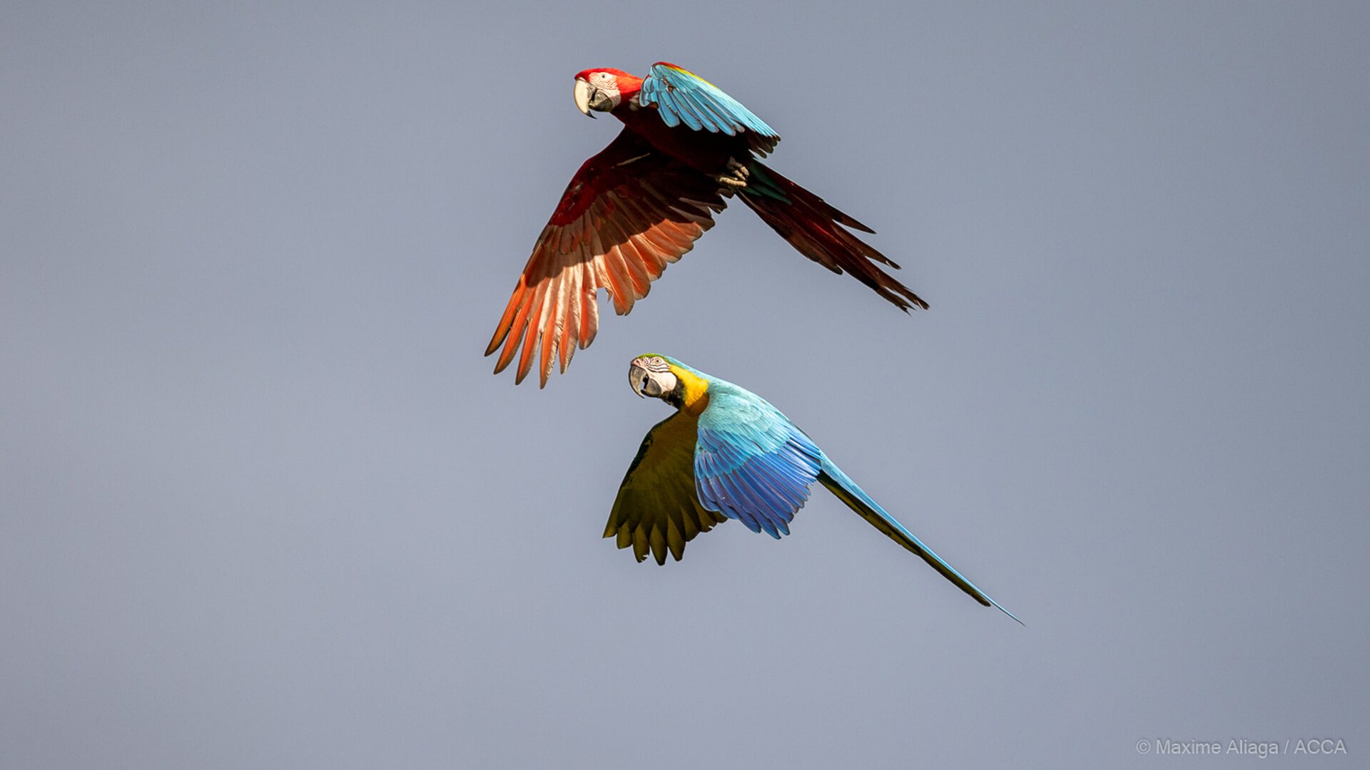 Macaws in Manu - RESPONSible Travel Peru