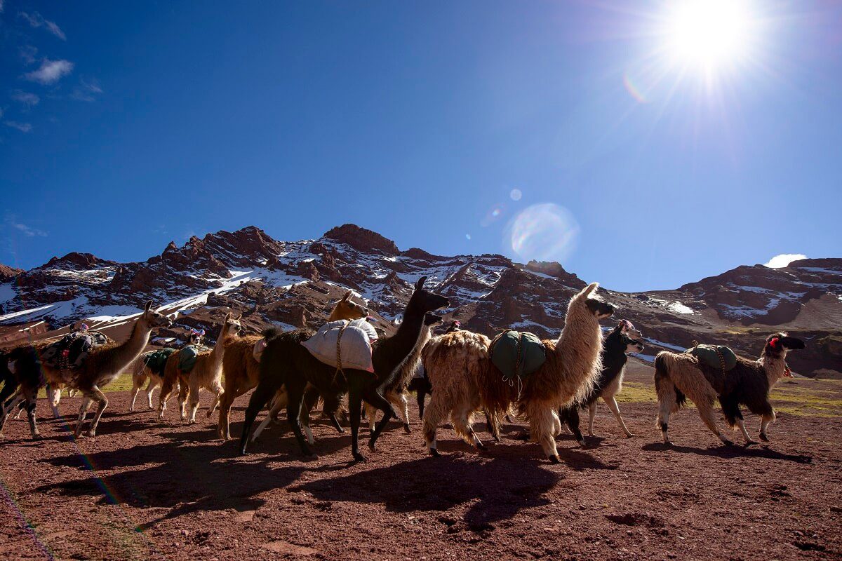 11Trekking with llamas - Ausangate Trek - Responsible Travel Peru